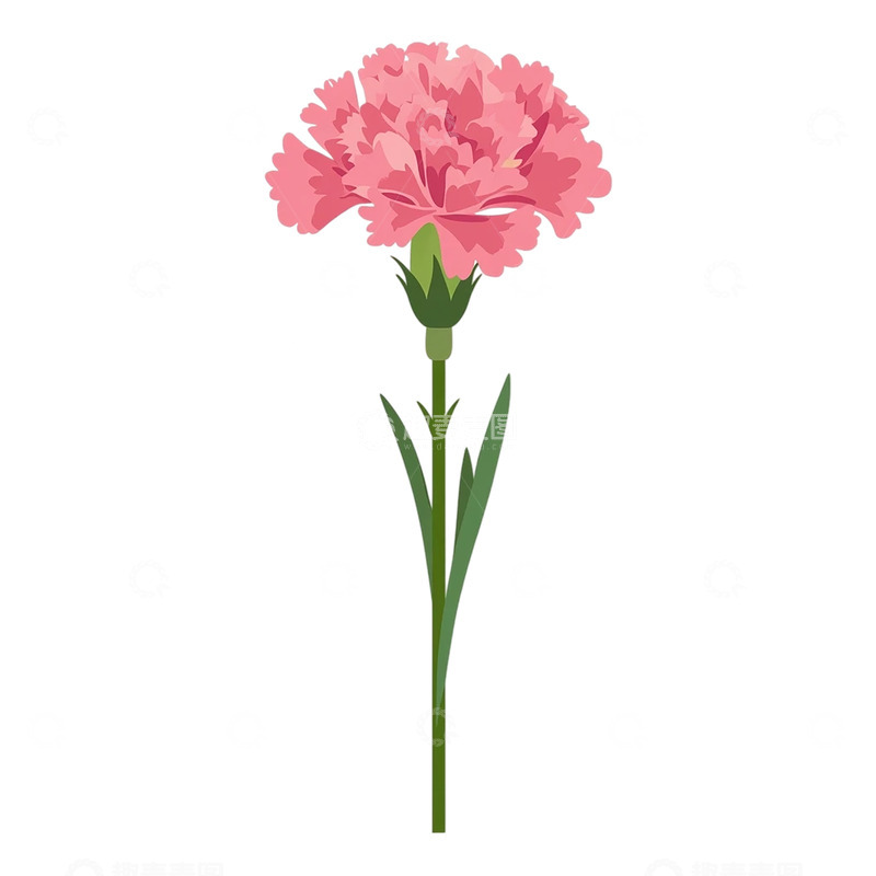 高清大图下载【趣麦麦图】柔美粉色康乃馨的诗意世界