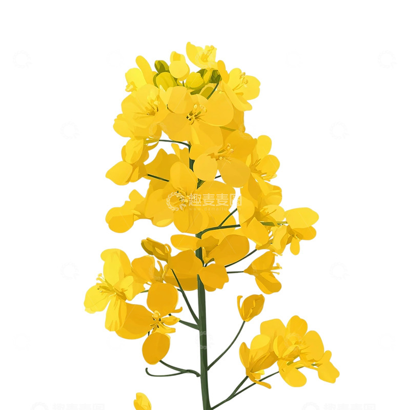 高清大图下载【趣麦麦图】金色花海中的静谧幻想