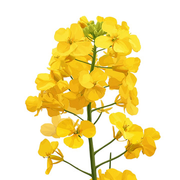 金色海洋中的春天奇迹