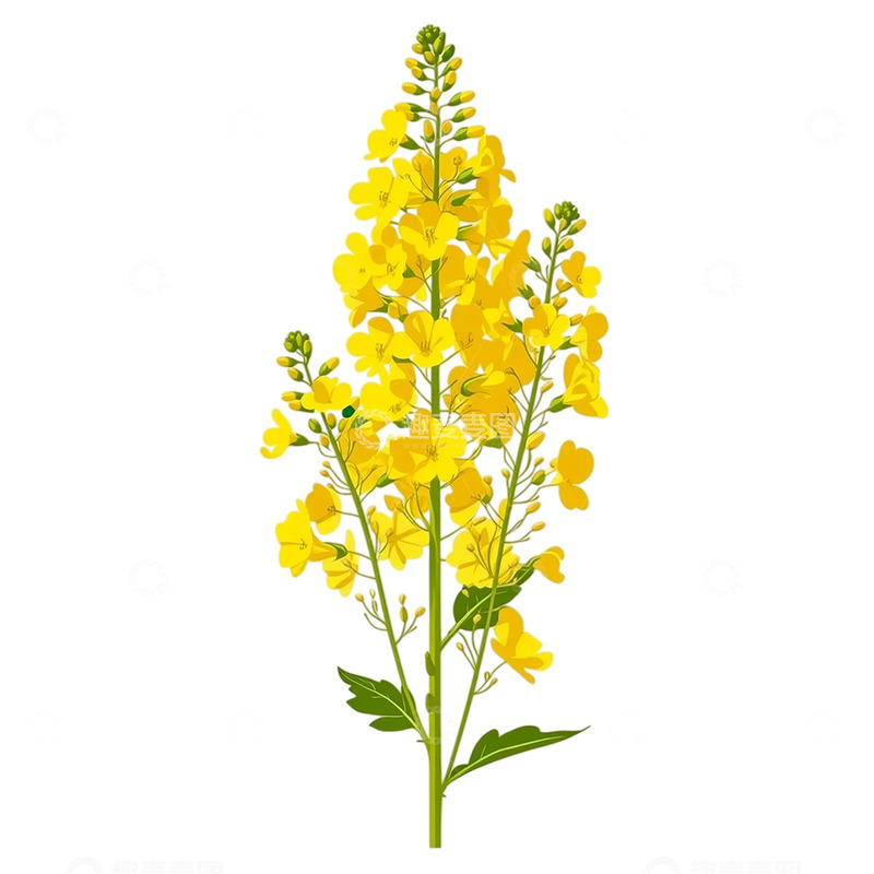 高清大图下载【趣麦麦图】金色海洋中的璀璨花火