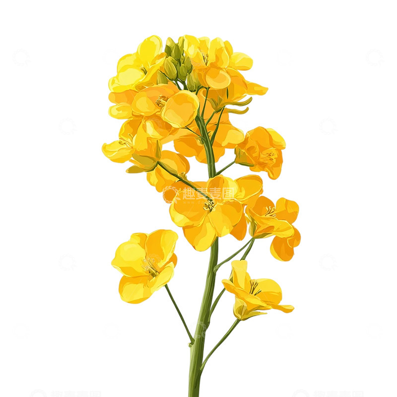 高清大图下载【趣麦麦图】金色花海绽放春日梦想