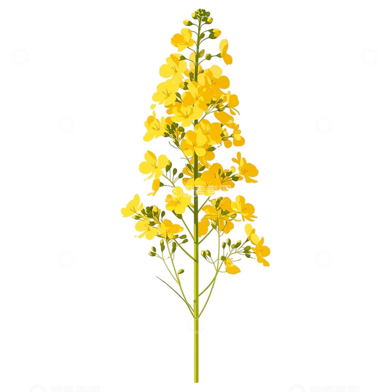 高清大图下载【趣麦麦图】油菜花盛开如黄金瀑布