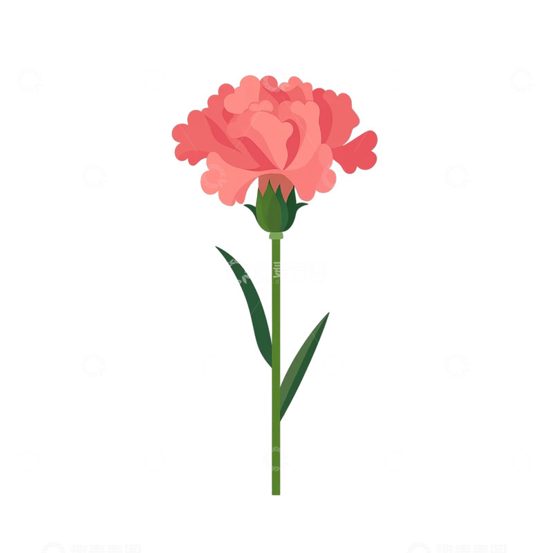 高清大图下载【趣麦麦图】粉色康乃馨的梦幻芳香之旅