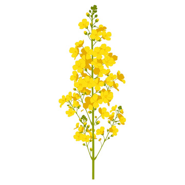 金色海洋中的璀璨花海