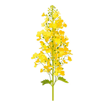 金色花海绽放如梦如幻