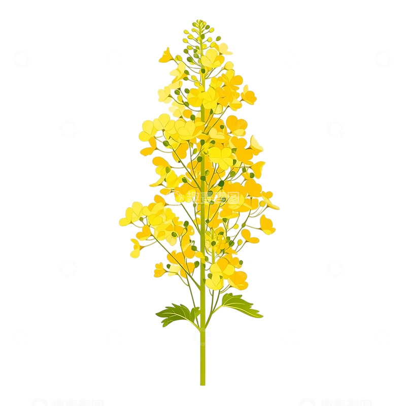 高清大图下载【趣麦麦图】金色花海绽放如梦如幻