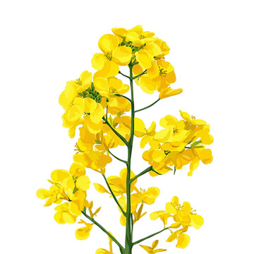 金色海洋中的油菜花狂潮