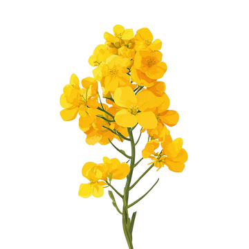 金色海洋中的春日使者