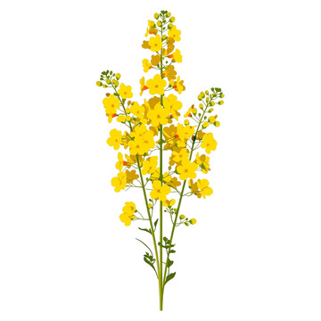 金色花海中的梦想之舞