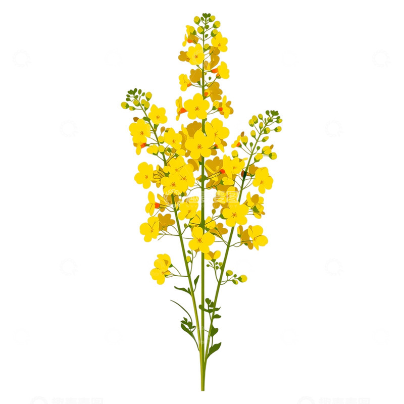 高清大图下载【趣麦麦图】金色花海中的梦想之舞