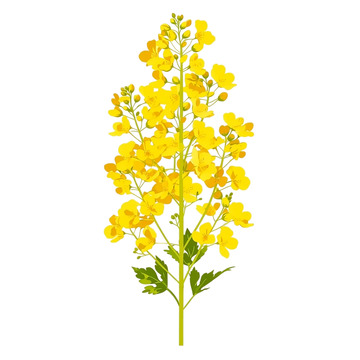 金黄油菜花海铺陈春天梦境