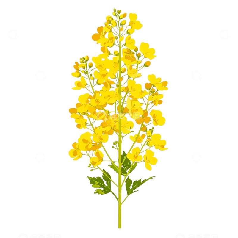 高清大图下载【趣麦麦图】金黄油菜花海铺陈春天梦境