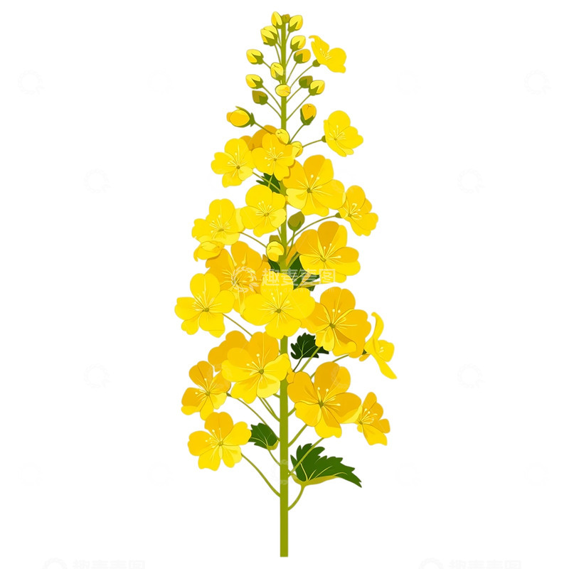 高清大图下载【趣麦麦图】金色海洋中的繁花盛宴