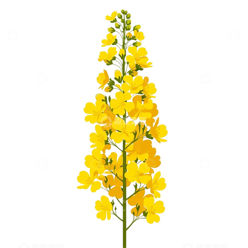 高清大图下载【趣麦麦图】金色海洋中的春日梦想