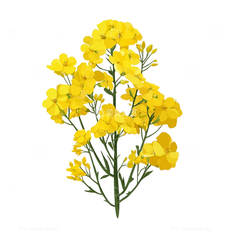 高清大图下载【趣麦麦图】金色花海的梦幻盛宴