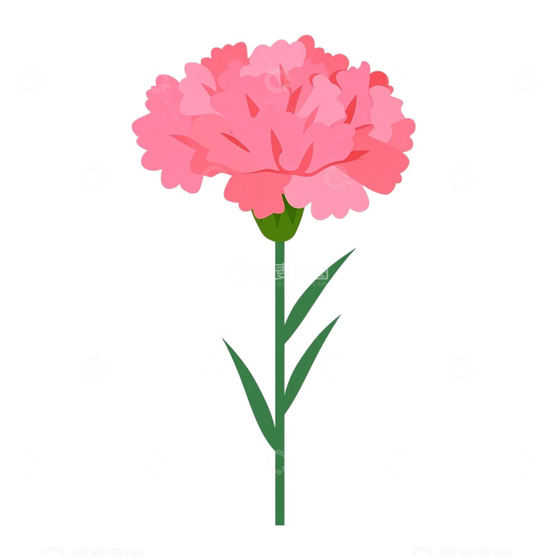 高清大图下载【趣麦麦图】柔情似水粉色康乃馨的静谧雅致