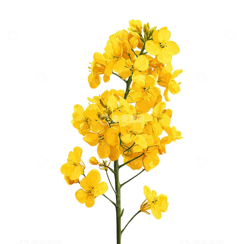 高清大图下载【趣麦麦图】金色海洋中的油菜花浪潮