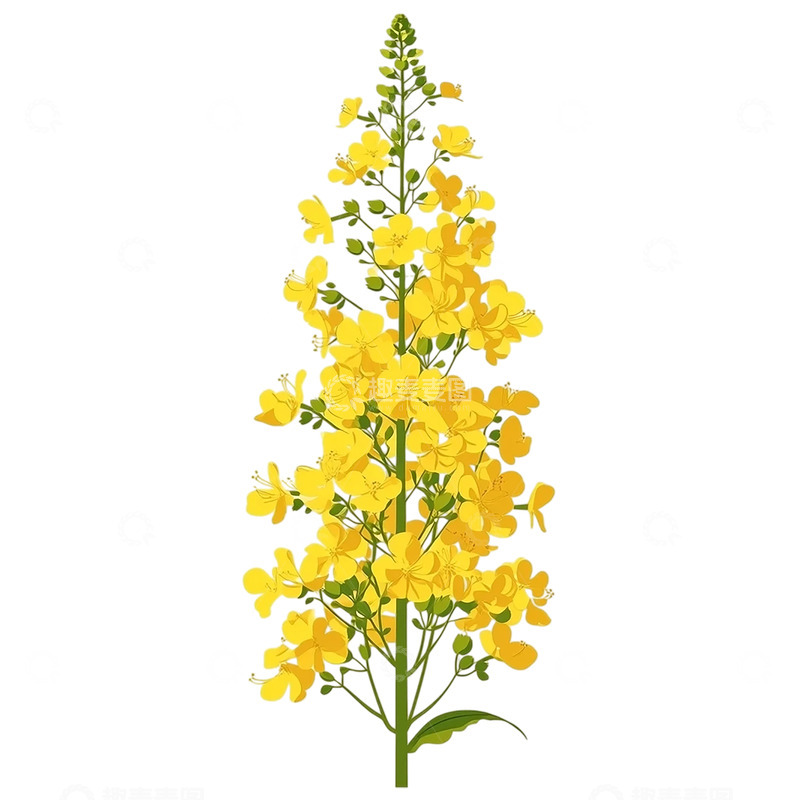 高清大图下载【趣麦麦图】金色海洋中的璀璨曙光