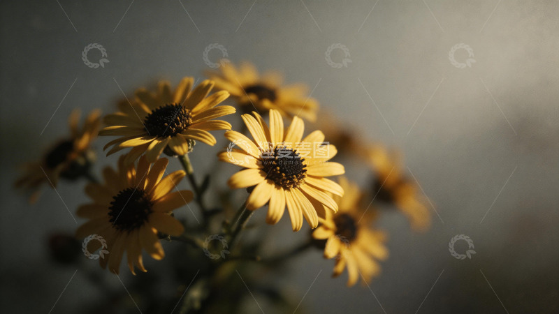 高清大图下载【趣麦麦图】暖色调黄色花朵摄影