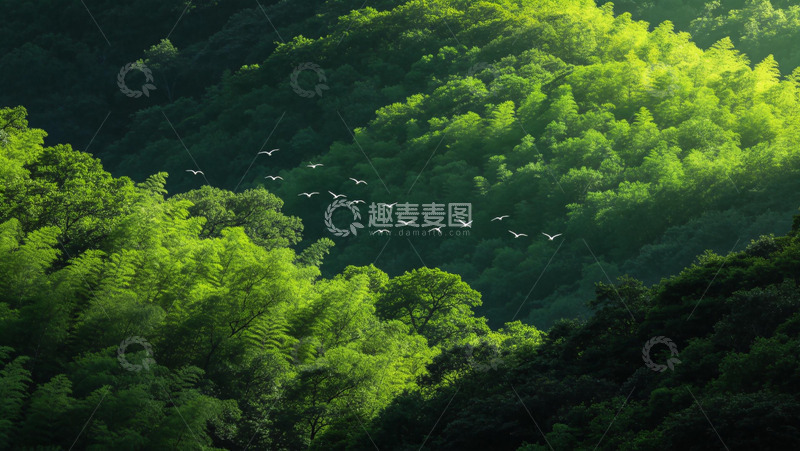 高清大图下载【趣麦麦图】山林飞鸟自然风景摄影图片