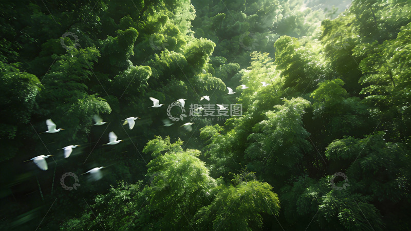 高清大图下载【趣麦麦图】森林飞鸟自然风光摄影