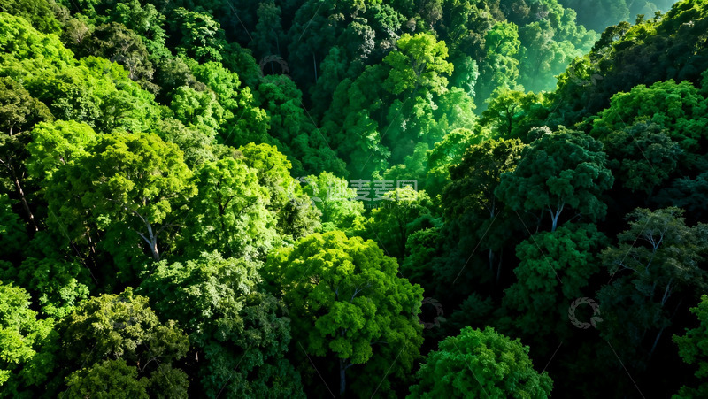 高清大图下载【趣麦麦图】热带雨林航拍景观