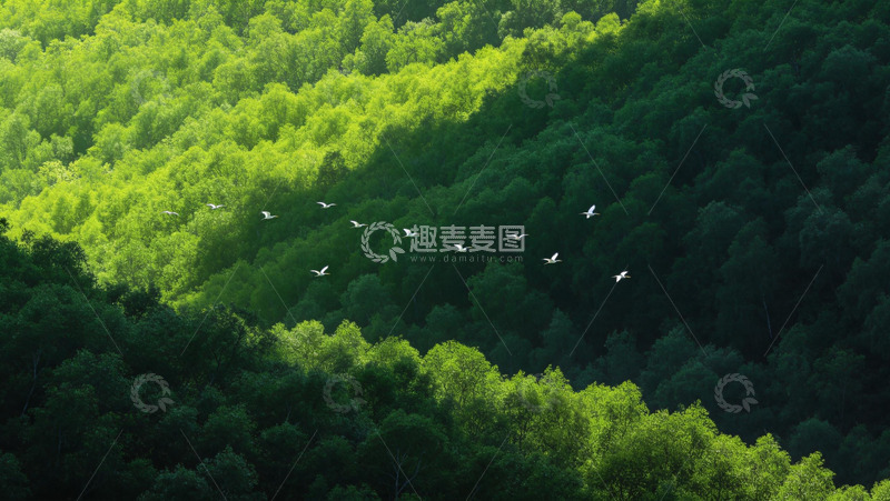 高清大图下载【趣麦麦图】翠林飞鸟自然风光摄影作品