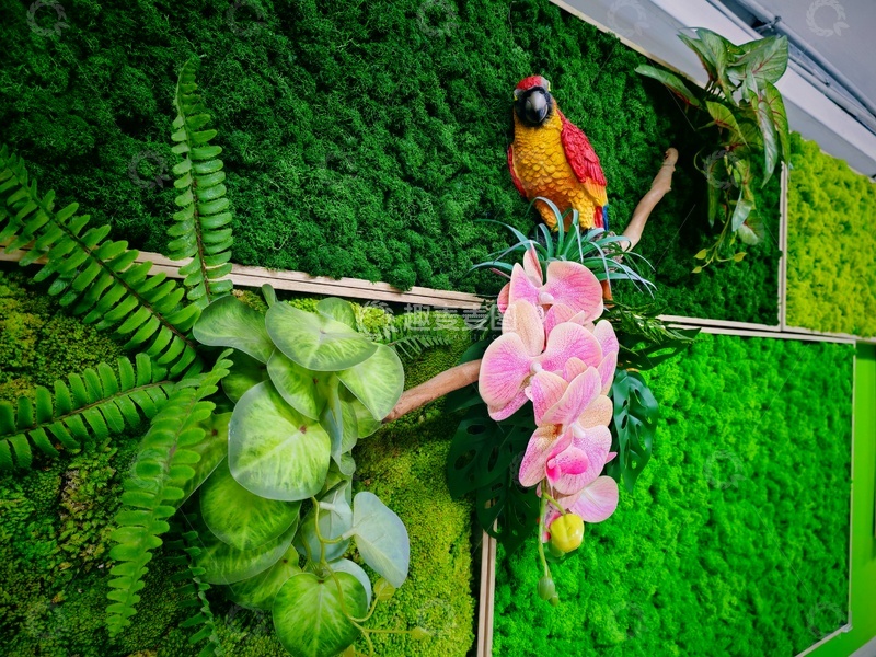 高清大图下载【趣麦麦图】仿真植物鹦鹉装饰墙绘景