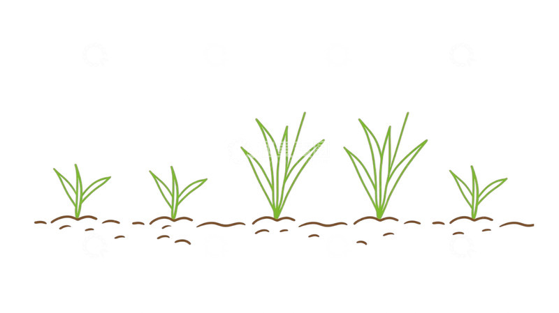 高清大图下载【趣麦麦图】春日萌芽阔叶新生奇观