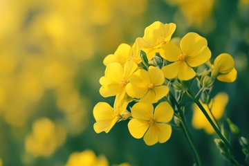黄色的油菜花花朵