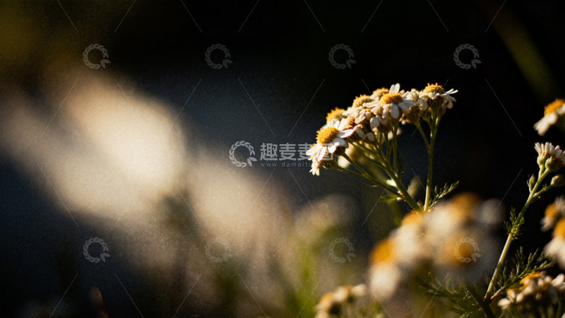 高清大图下载【趣麦麦图】阳光下的野菊花素材