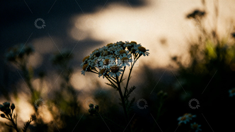 高清大图下载【趣麦麦图】夕阳下野花剪影
