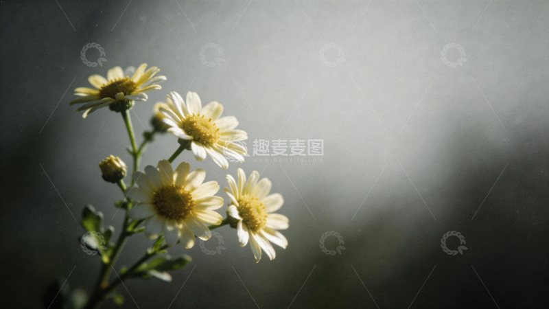 高清大图下载【趣麦麦图】光影小菊花摄影