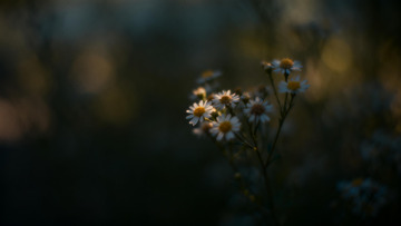 朦胧花影自然摄影