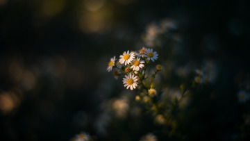 朦胧光影野菊花