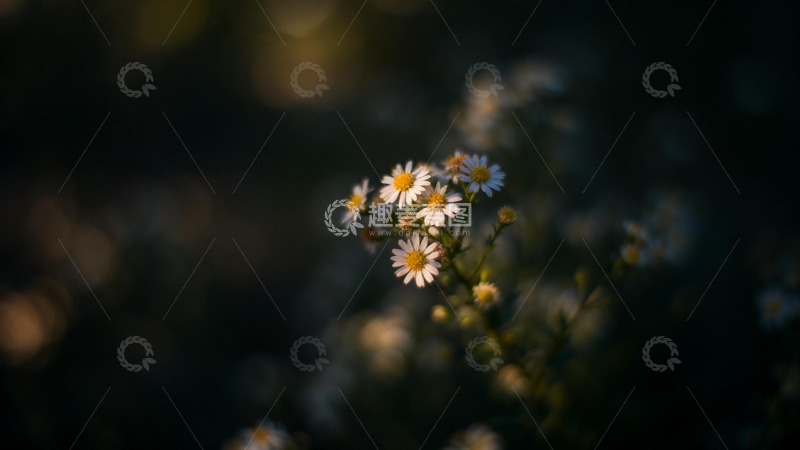 高清大图下载【趣麦麦图】朦胧光影野菊花