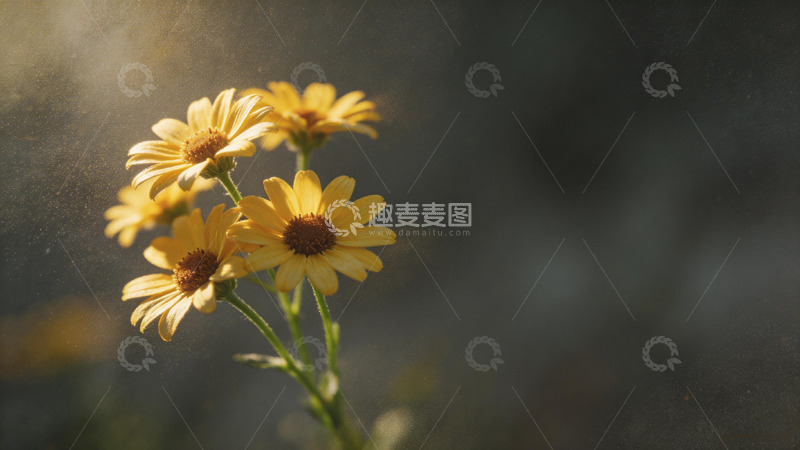 高清大图下载【趣麦麦图】阳光下的雏菊摄影