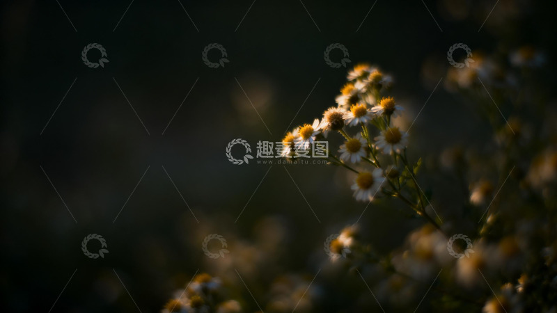 高清大图下载【趣麦麦图】夕阳下野菊花特写