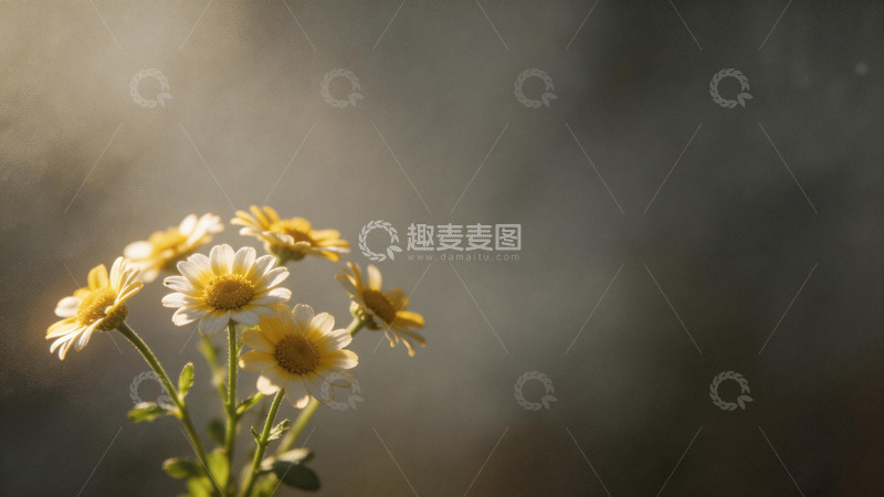 高清大图下载【趣麦麦图】阳光雏菊摄影图片