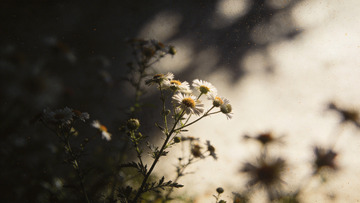 朦胧光影野花特写