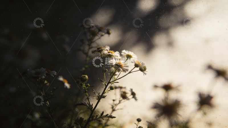 高清大图下载【趣麦麦图】朦胧光影野花特写