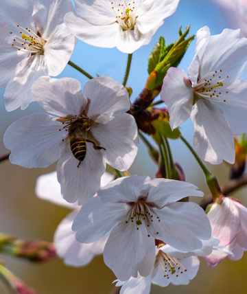 春日樱花花丛中蜜蜂采蜜