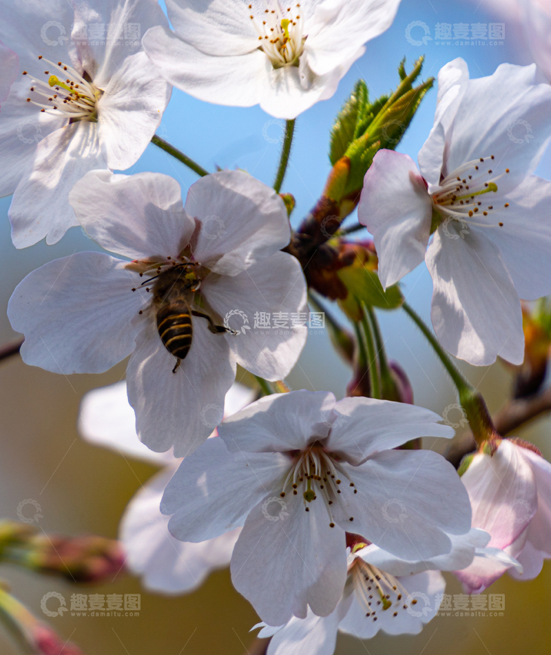 高清大图下载【趣麦麦图】春日樱花花丛中蜜蜂采蜜