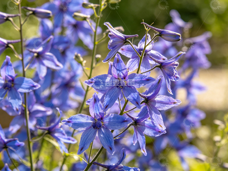 高清大图下载【趣麦麦图】紫花绽放自然美景