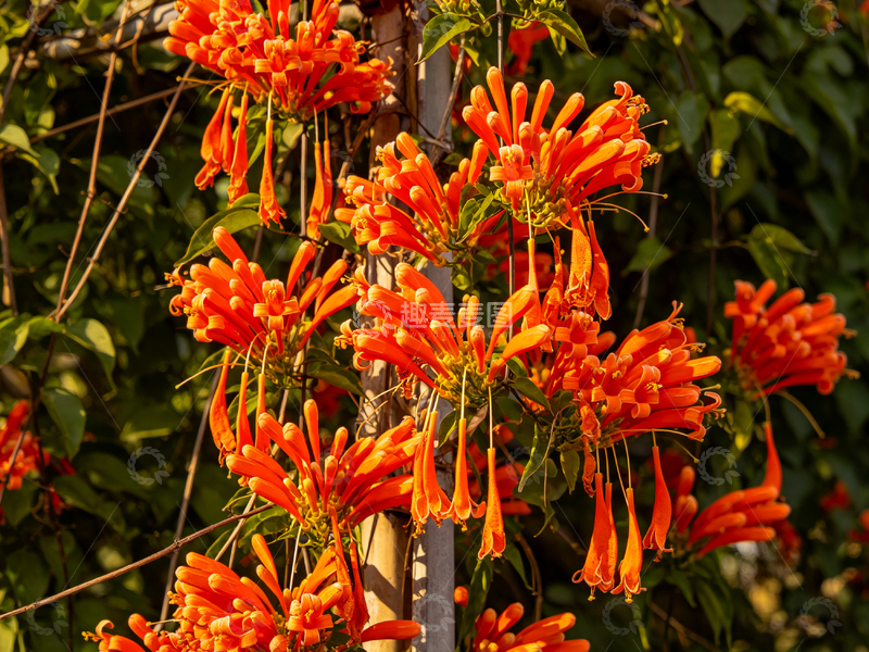 高清大图下载【趣麦麦图】鲜艳炮仗花盛开自然风光摄影