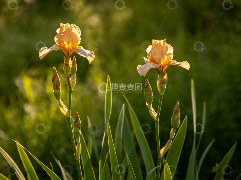 高清大图下载【趣麦麦图】明媚阳光下两朵黄鸢尾花