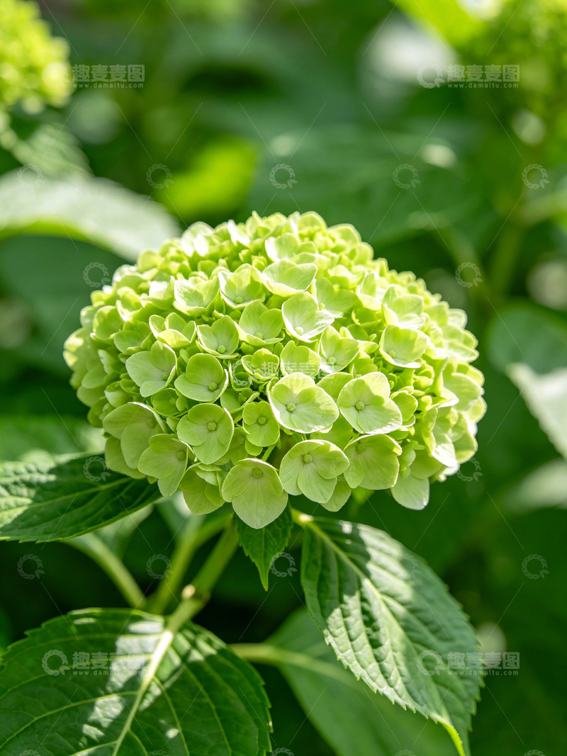 高清大图下载【趣麦麦图】绿绣球花盛开特写