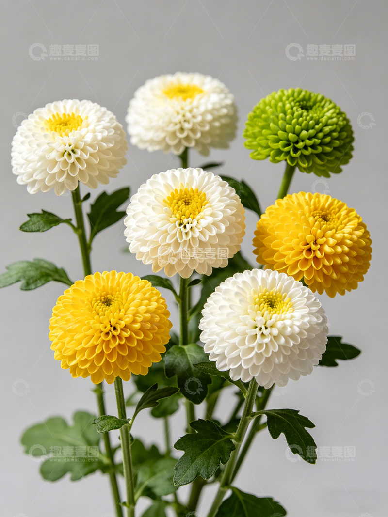 高清大图下载【趣麦麦图】清新菊花插花花束