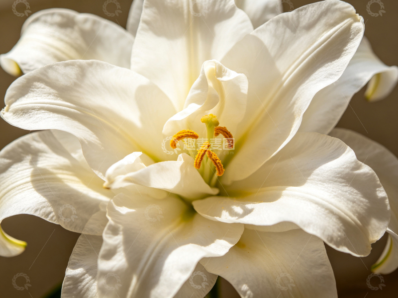 高清大图下载【趣麦麦图】百合花特写摄影