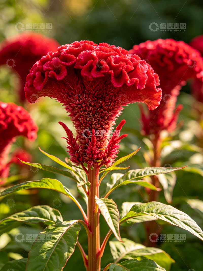 高清大图下载【趣麦麦图】红花鸡冠花特写